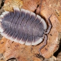 Porcellio werneri