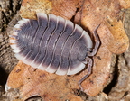 Porcellio werneri