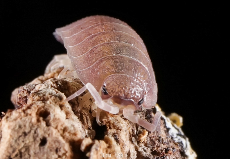 p_incanus_2.jpg