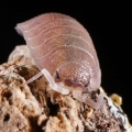 Porcellio incanus
