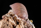 Porcellio incanus