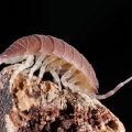 Porcellio incanus