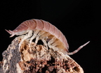 Porcellio incanus