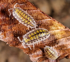 Porcellio haasi "Light"