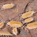 Porcellionides pruinosus "White"