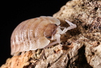 Porcellio haasi "Patternless"