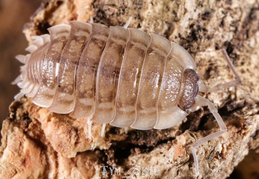 Porcellio haasi "Patternless"