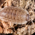 Porcellio haasi "Patternless"