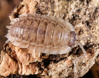 Porcellio haasi "Patternless"