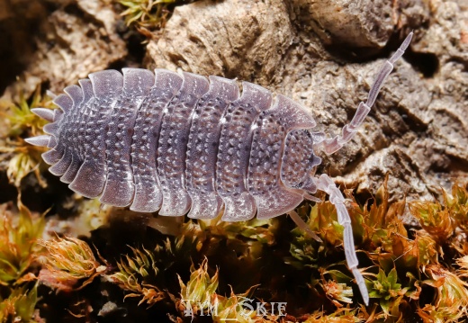Porcellio echinatus