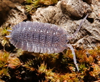 Porcellio echinatus (3877 visits) Porcellio echinatus