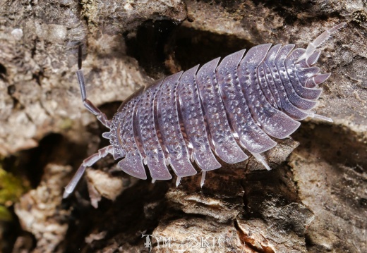 Porcellio echinatus