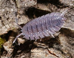 Porcellio echinatus (4129 visits) Porcellio echinatus