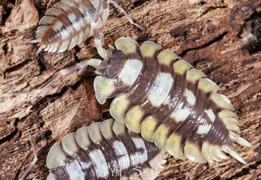 Porcellio expansus