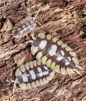 Porcellio expansus