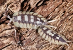 Porcellio expansus