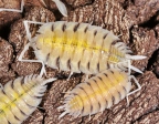 Porcellio boliviari