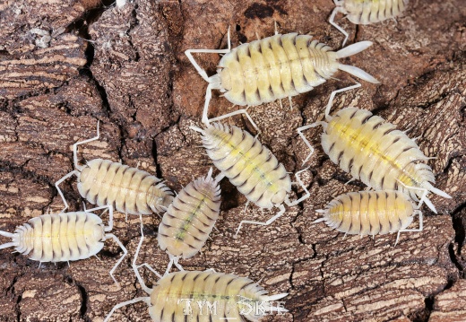 Porcellio boliviari