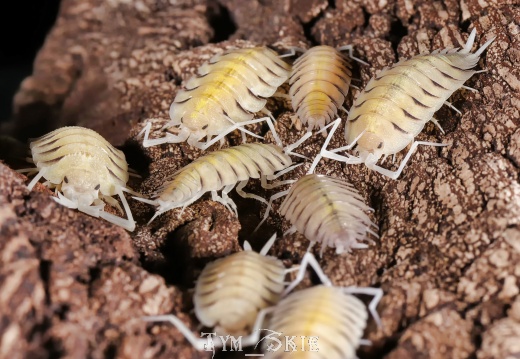 Porcellio boliviari