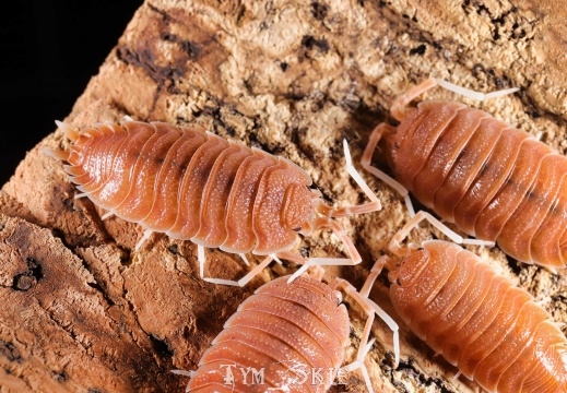 Porcellio magnificus