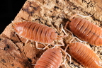 Porcellio magnificus