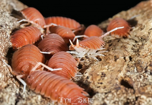 Porcellio magnificus