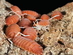 Porcellio magnificus