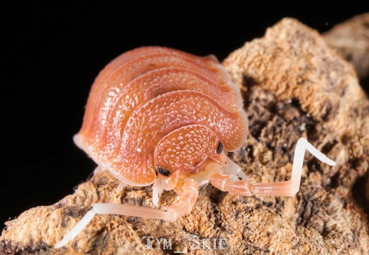 Porcellio magnificus