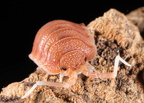 Porcellio magnificus