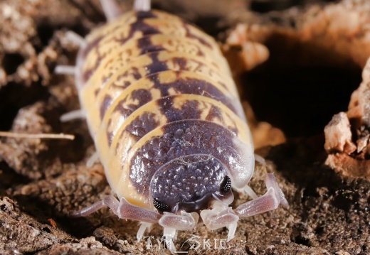 Porcellio ornatus "High Yellow"