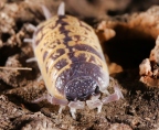 Porcellio ornatus "High Yellow"