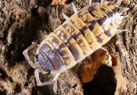 Porcellio ornatus "High Yellow"