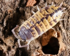 Porcellio ornatus "High Yellow"