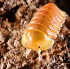 Cubaris sp "Blonde Ducky"