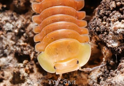 Cubaris sp "Blonde Ducky"