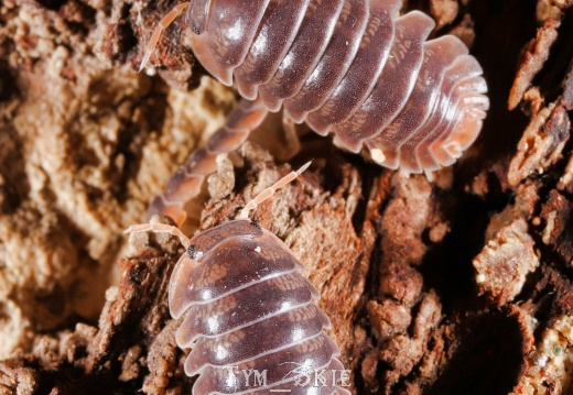 Cubaris sp "Miyako"