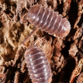 Cubaris sp "Miyako"