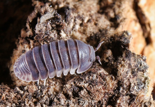 Cubaris sp "White Skirt"