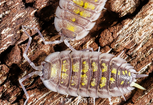 Porcellio haasi "Giant" with yellow uropod