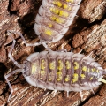 Porcellio haasi "Giant" with yellow uropod