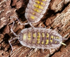 Porcellio haasi "Giant" with yellow uropod