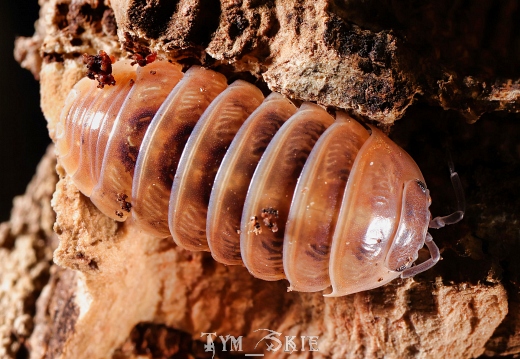 Armadillidium vulgare "Red"