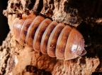 Armadillidium vulgare "Red"