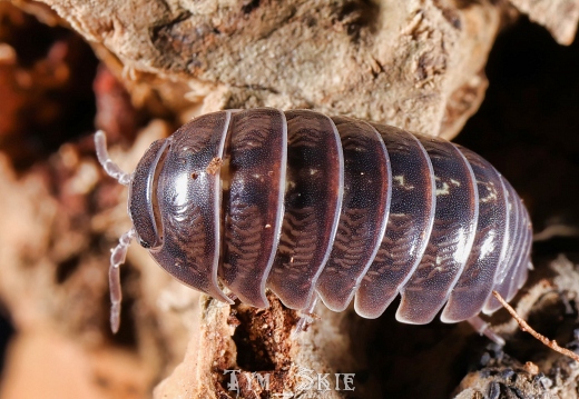 Armadillidium vulgare
