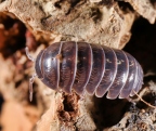 Armadillidium vulgare