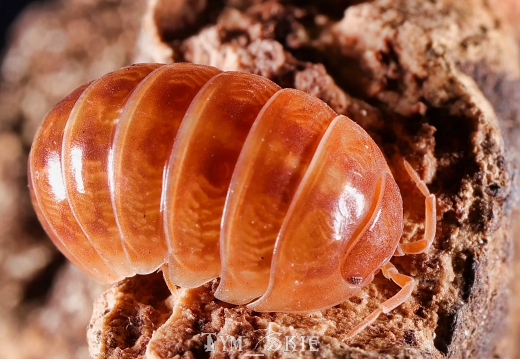 Armadillidium vulgare "Tangerine"