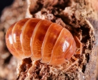 Armadillidium vulgare "Tangerine"