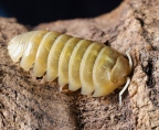 Armadillidium vulgare "Albino T-"