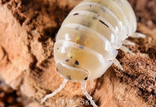 Armadillidium vulgare "Magic Potion"