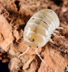 Armadillidium vulgare "Magic Potion"